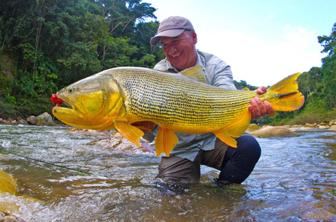 Jon Covich Golden Dorado on the Fly.