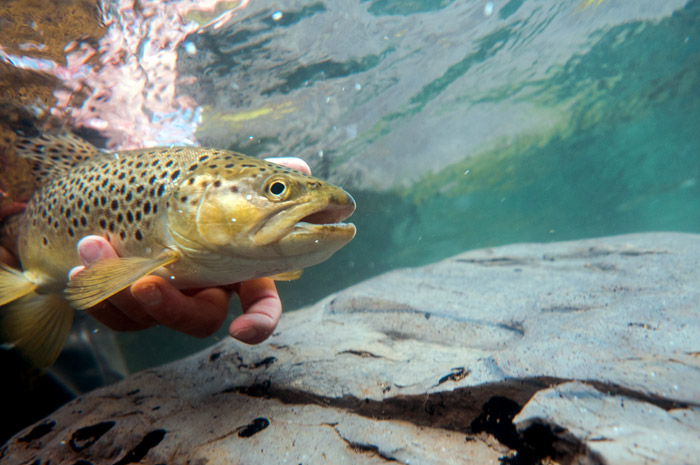 Underwater Brown Trout on the Spokane River.