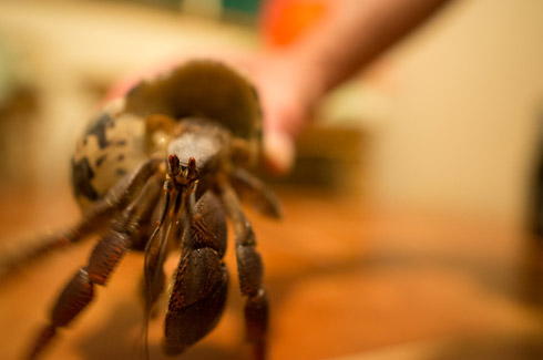 The hermit crab at Turneffe Flats Lodge.