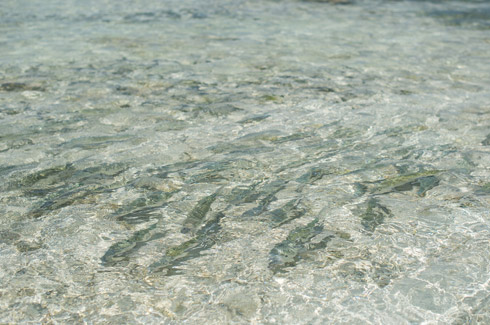 A school of bonefish at Turneffe Flats Island.