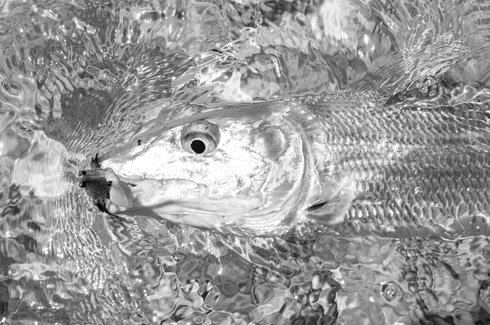 The silvery bonefish at Turneffe Flats. 