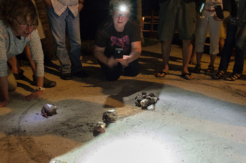 Hermit Crab races at Turneffe Flats Lodge. 