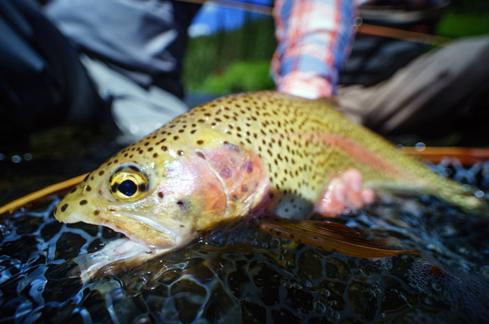 Montana Cutthroat Release.