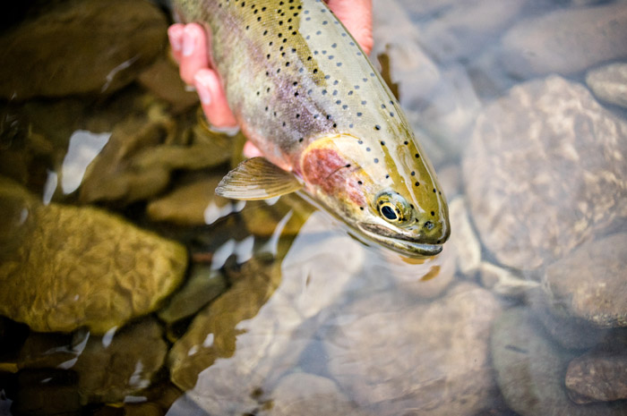 Idaho Westslope Cutthroat Trout.