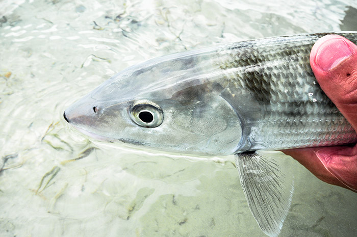 Bonefish