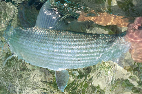 A solid bonefish from Turneffe Island Belize.