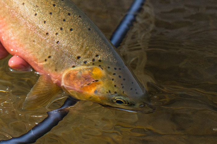 Clark Fork River Cutthroat Trout.