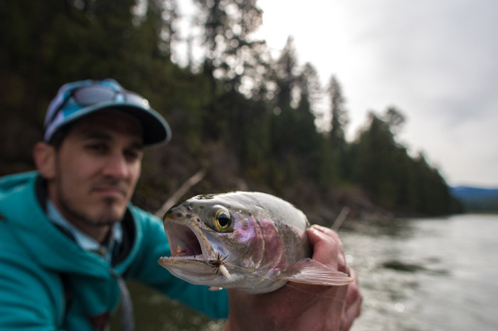 Clark Fork Rainbow Trout caught with a size 10 Parachute Adams.