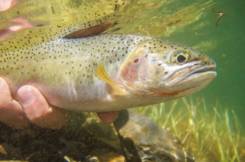 Underwater Cutthroat Trout Release.