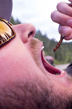 Eating a salmon fly.