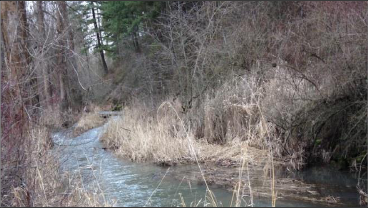 Streamside vegetation traps sediment, nutrients and provides shade.
