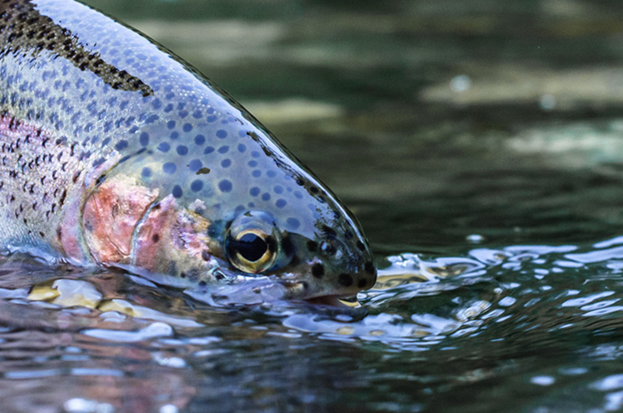 Spokane River Redband Trout.