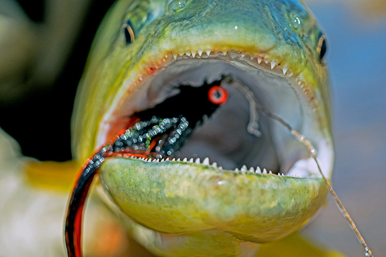 The teeth of a Golden Dorado