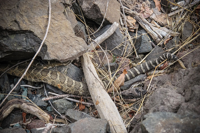 Not a stick! A sizable rattlesnake on the Grande Ronde River.