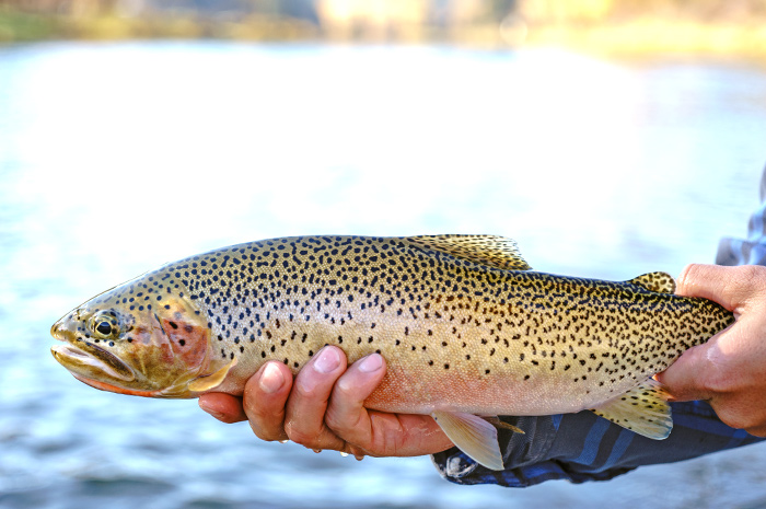 St. Joe River Cutthroat Cutbow Trout.