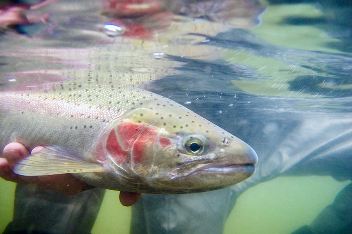 Underwater Steelhead