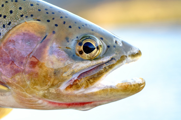 Westslope Cutthroat Trout.