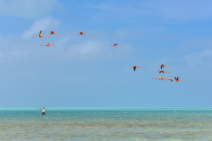 Hey! Quit spooking the bonefish! Flamingos at Acklins. 
