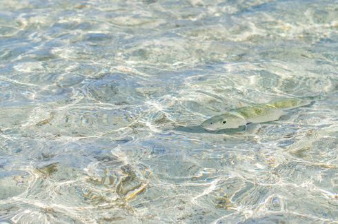 Acklin's Bonefish