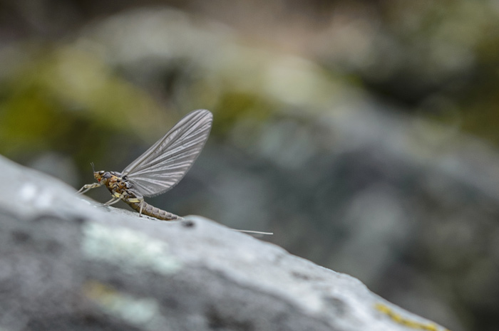 BWO (Blue Wing Olive)