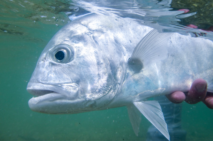 Christmas Island Fly Fishing.