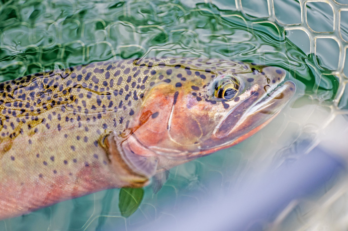 Idaho Cutthroat Trout