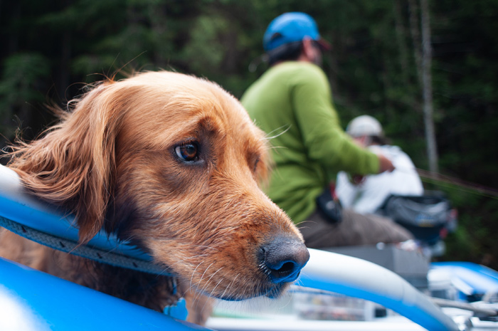 Graham Golden Retriever