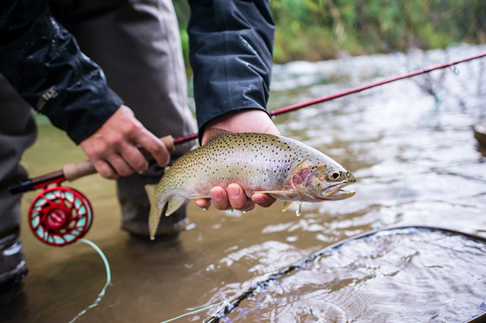 St Joe River Cutthroat Trout