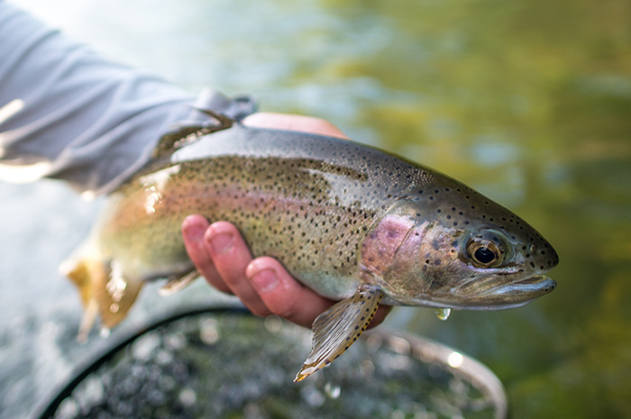 Spokane Redband Trout