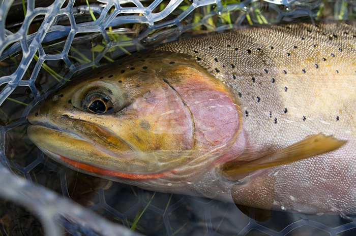 Cutthroat Trout