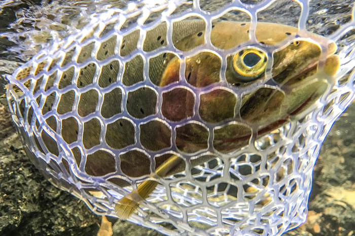 Underwater Cutthroat Trout