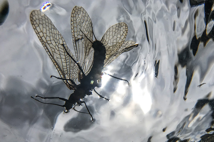 Underwater Salmonfly