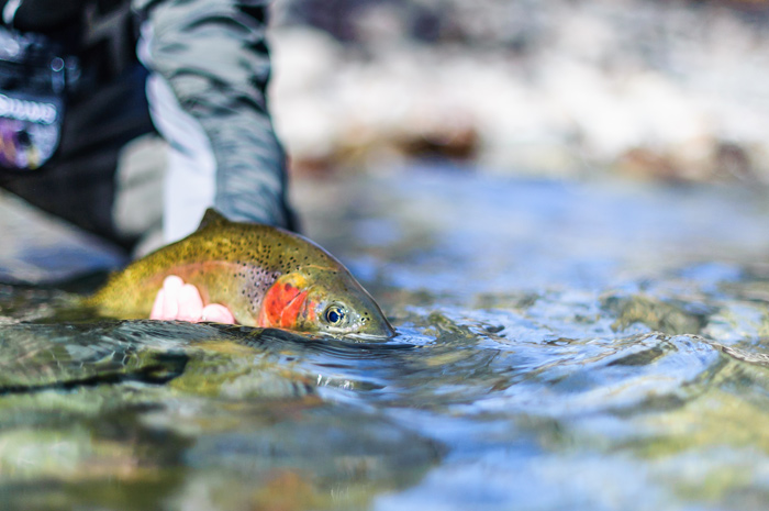 Spokane River Redband Trout