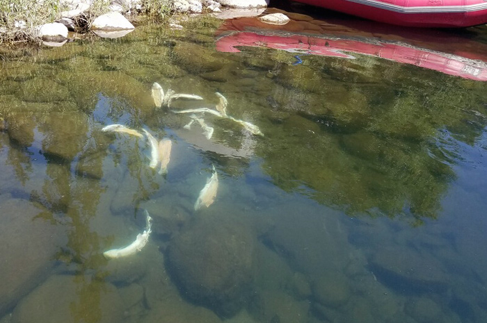 Spokane River Redband Trout Poaching.