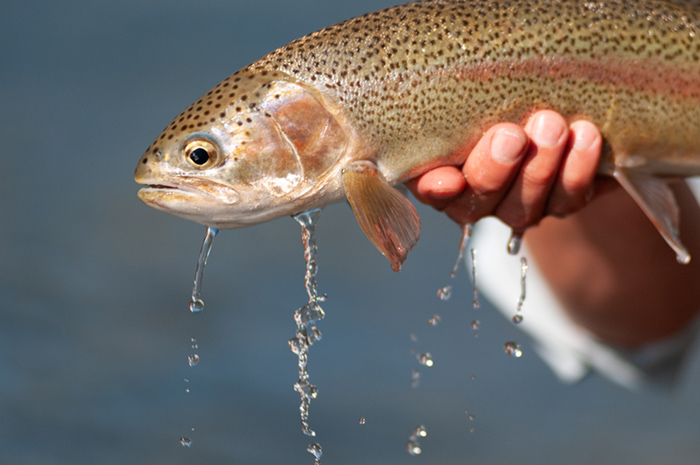 Rainbow Trout