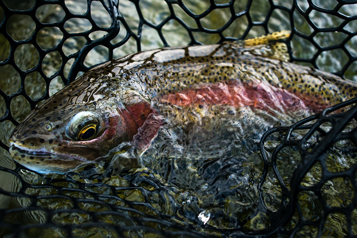 Spokane Redband Trout