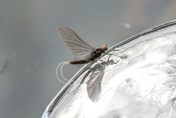 BWO Blue Wing Olive