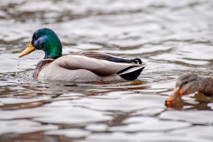 Ducks on the Spokane River