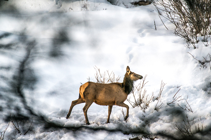 2019 Coeur d'Alene River