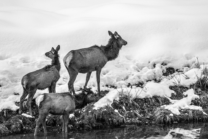 2019 Coeur d'Alene River