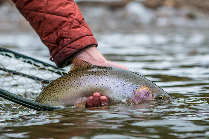 North Idaho Cutthroat Trout