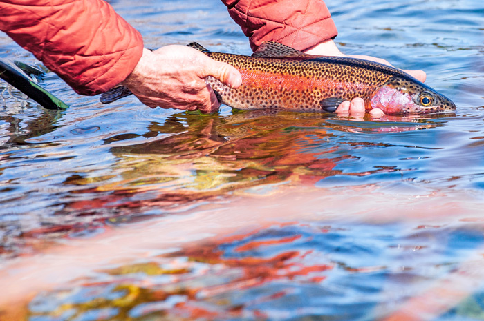 Spokane River Redband Trout