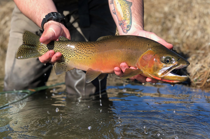 Idaho Westslope Cutthroat