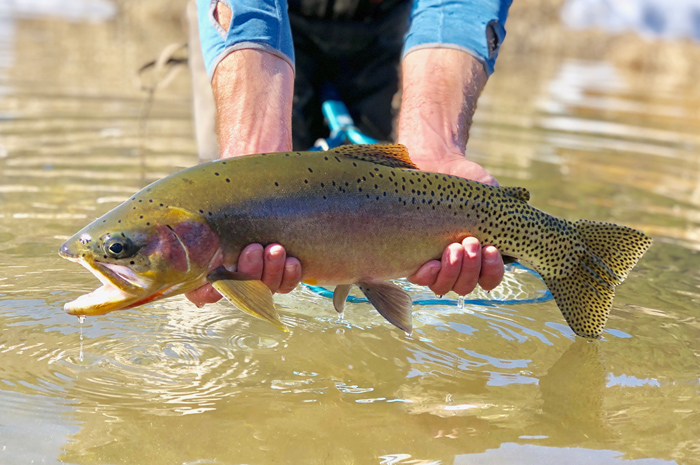 Idaho Cutthroat