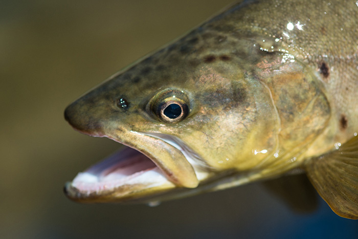 Fish Patagonia with Silver Bow Fly Shop