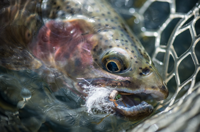 North Idaho Dry Fly Fishing