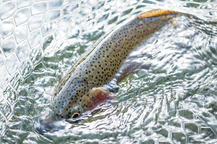 North Idaho Cutthroat Trout