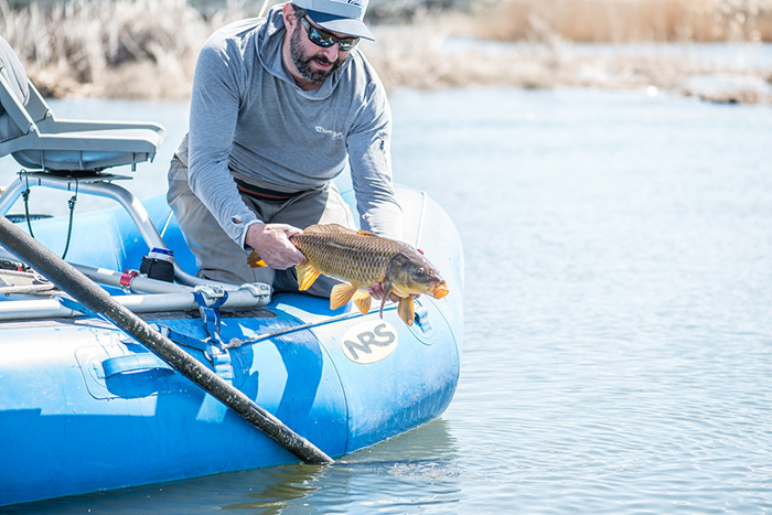 Bo Brand releasing a nice carp caught on the fly.