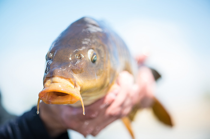 A common carp fly anglers chase in Eastern Washington on fly rods.