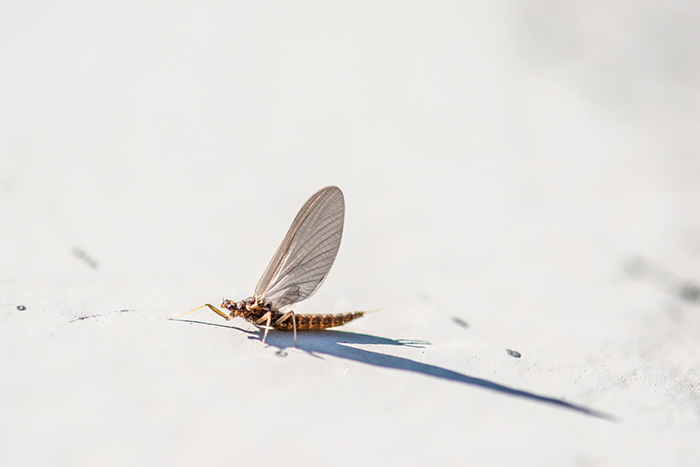 A Pale Morning Dun Mayfly rest on the side of the Adipose Flow Skiff along the Coeur d'Alene River.
